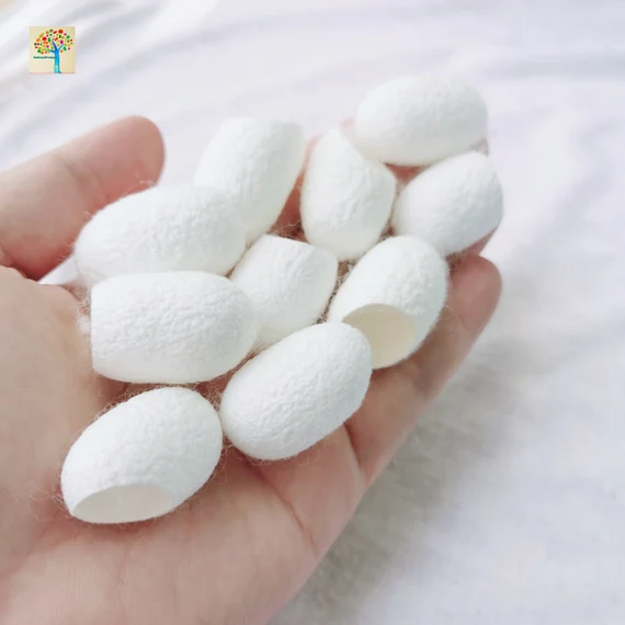 Premium Grade Silk Cocoons